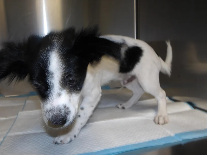 A baby small-sized male Border Terrier dog named Mickey for adoption in Los Angeles, CA