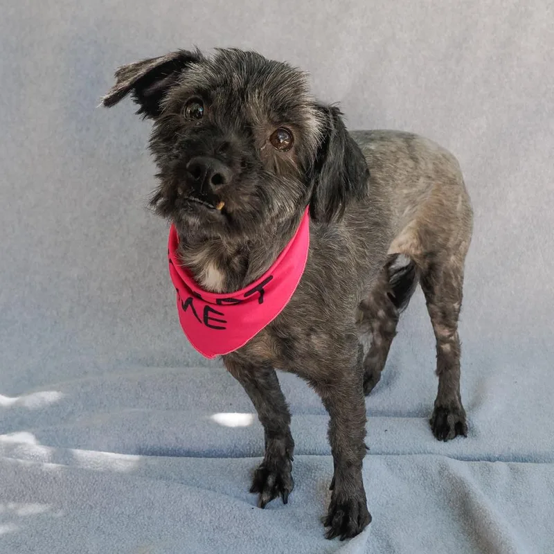 An adult small-sized female Black Shih Tzu dog named Cora for adoption in Point Richmond, CA