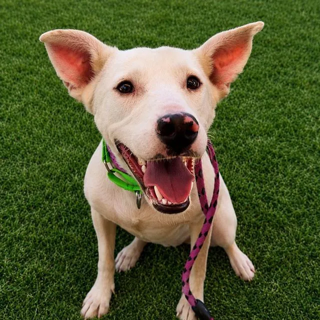 A young large-sized female Pit Bull Terrier dog named Gertie for adoption in Tucson, AZ