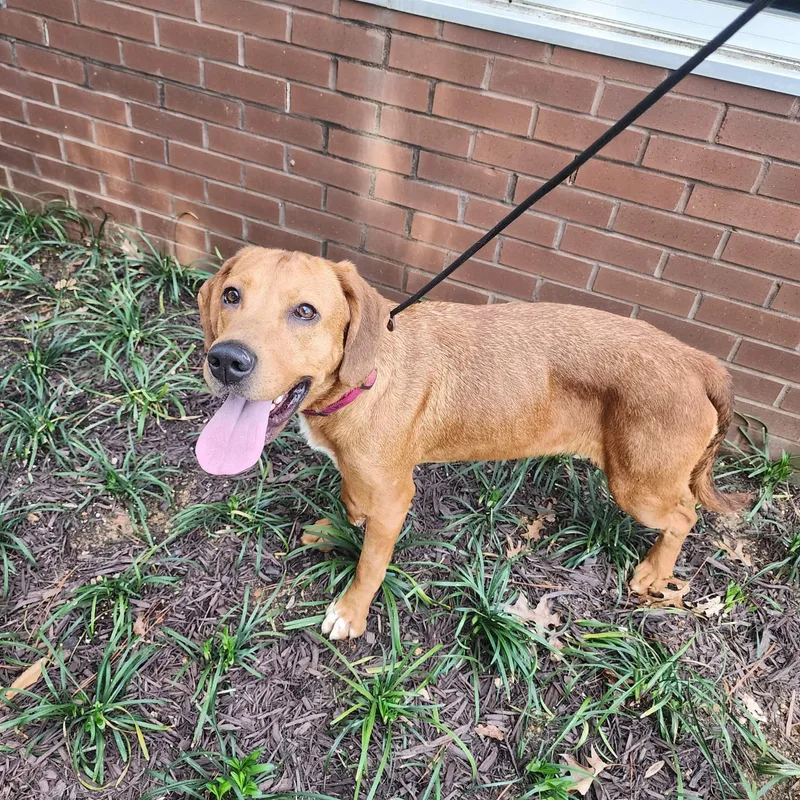 Cinderella thumbnail 2