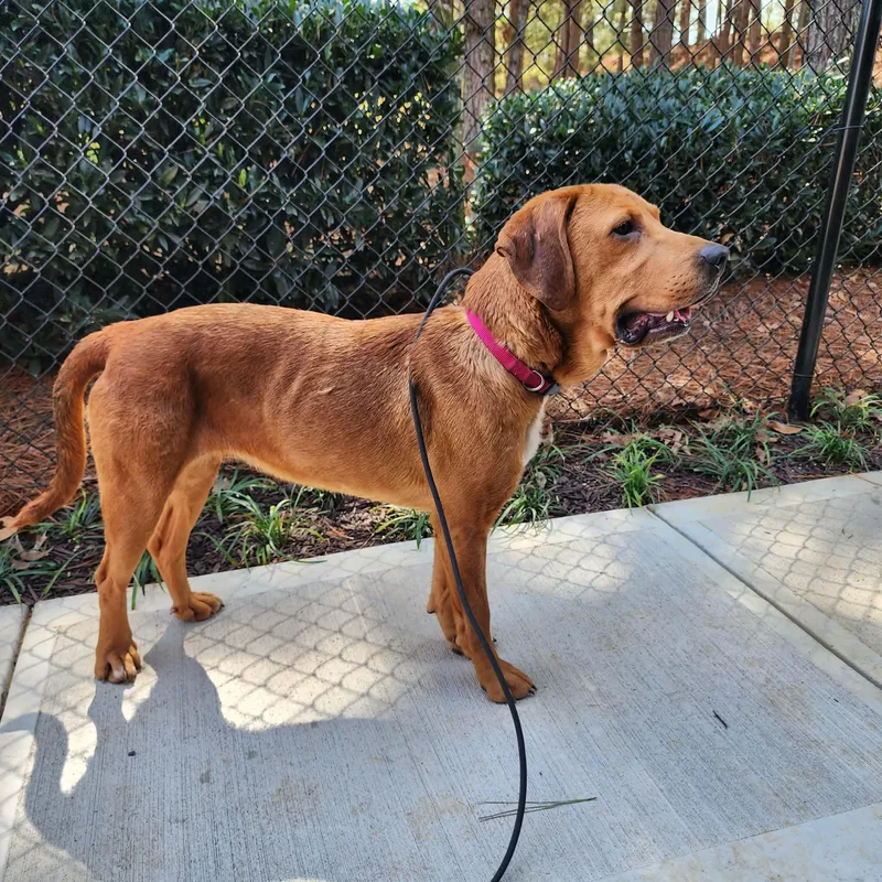 Cinderella thumbnail 3