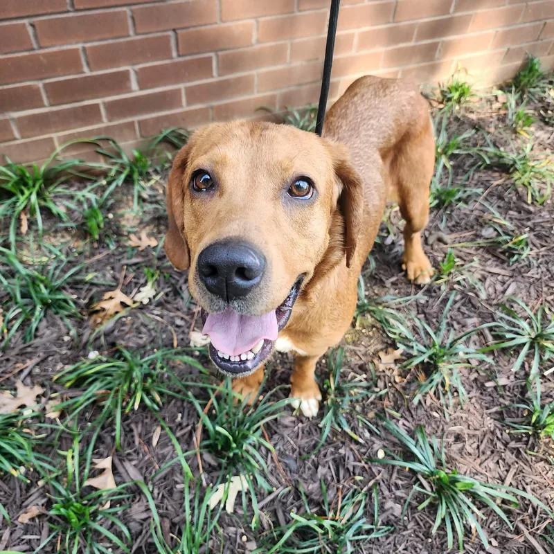 Cinderella thumbnail 4