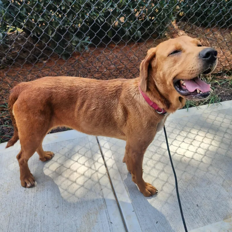 Cinderella thumbnail 5