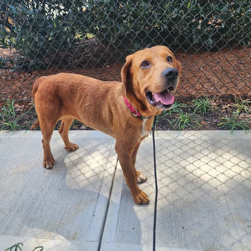 Cinderella thumbnail 6