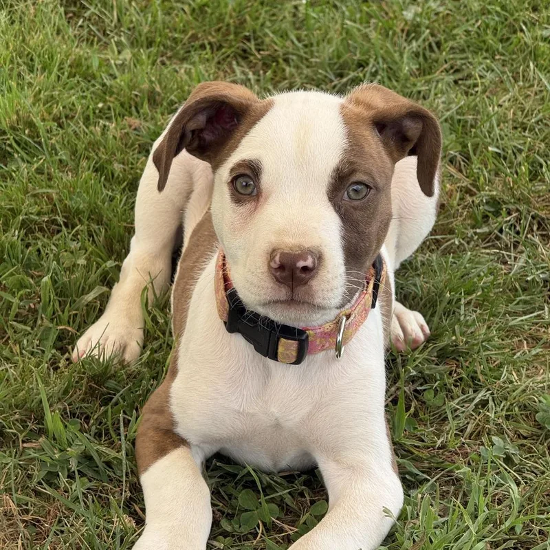 A baby small-sized female Brown / Chocolate Mixed Breed dog named Frankie for adoption in Charlton, NY