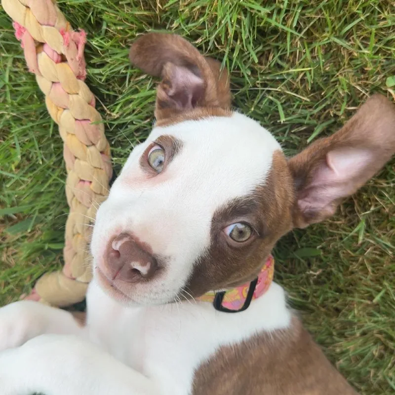 Frankie thumbnail 3