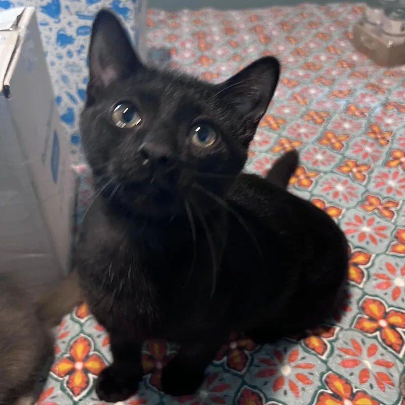 A baby small-sized male Black Domestic Short Hair cat named Homer for adoption in Eaton Rapids, MI