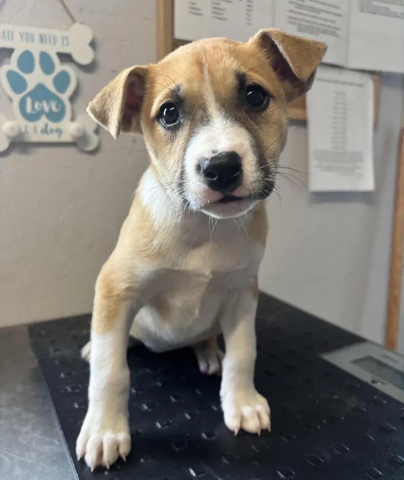 A young small-sized female Boxer dog named Marilyn for adoption in Sistersville, WV