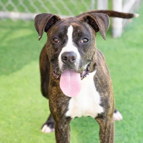 A young large-sized male Boxer dog named Colt for adoption in Camarillo, CA