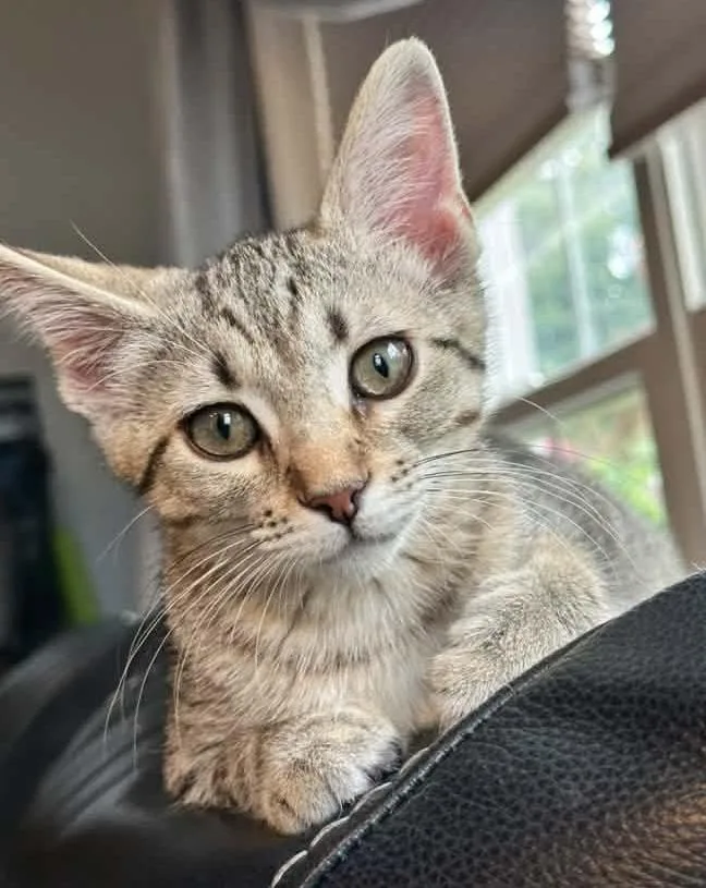 A baby medium-sized female Tabby (Gray / Blue / Silver) Domestic Short Hair cat named Petals for adoption in Breinigsville, PA