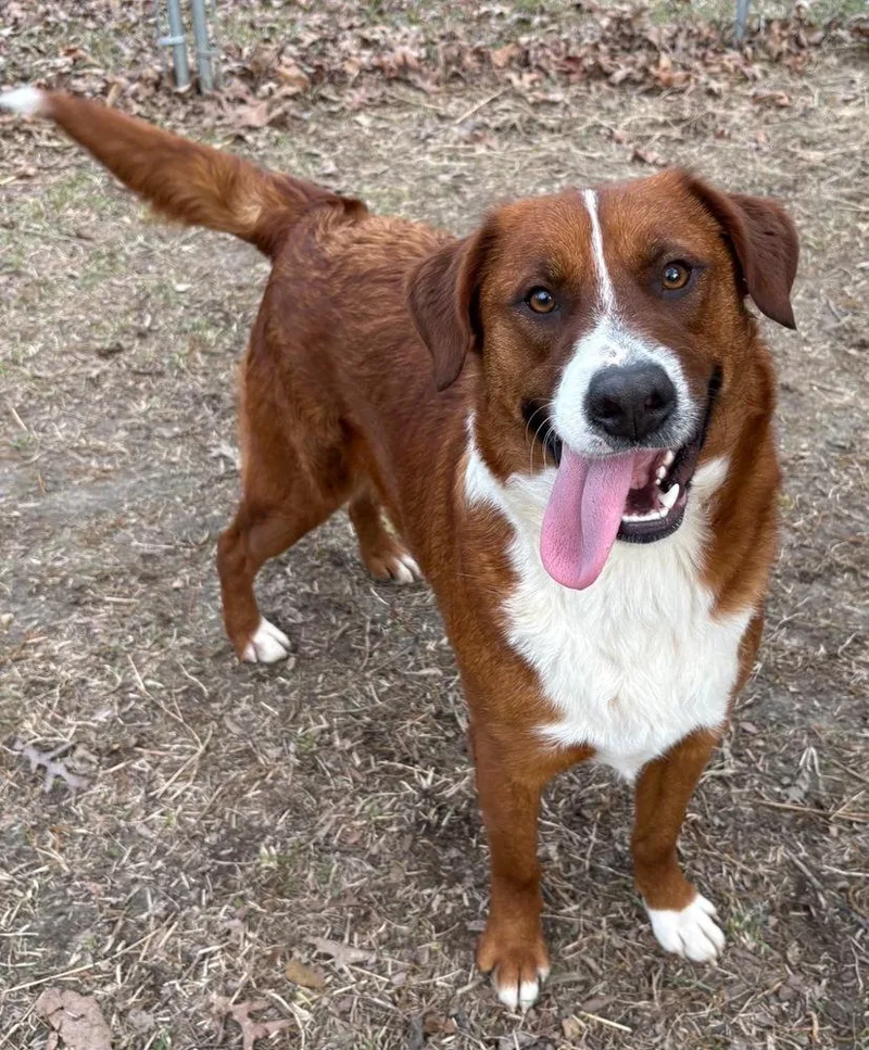 Clifford thumbnail 2