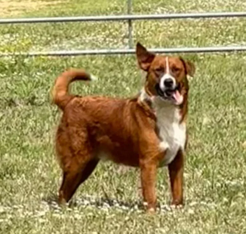 Clifford thumbnail 3