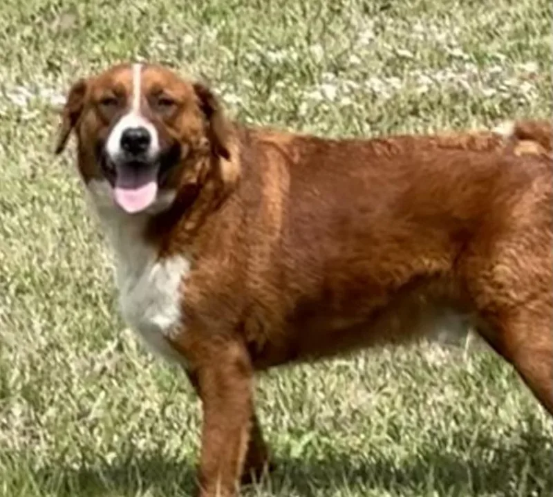 Clifford thumbnail 4