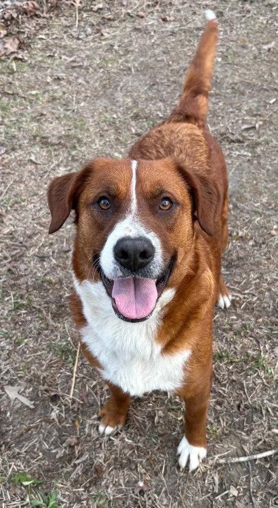 Clifford thumbnail 5