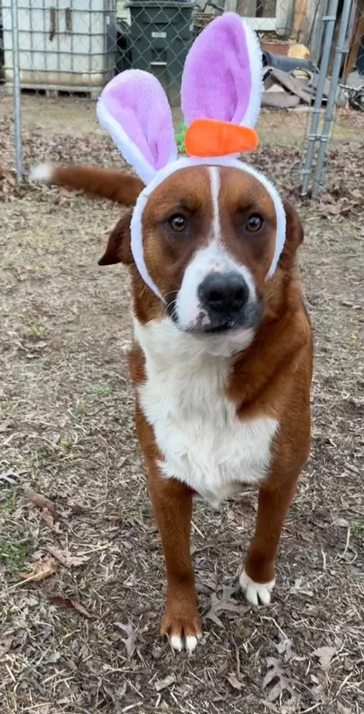 Clifford thumbnail 6