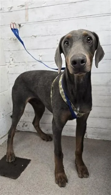 A young large-sized male Doberman Pinscher dog named Narroti for adoption in San Bernardino, CA
