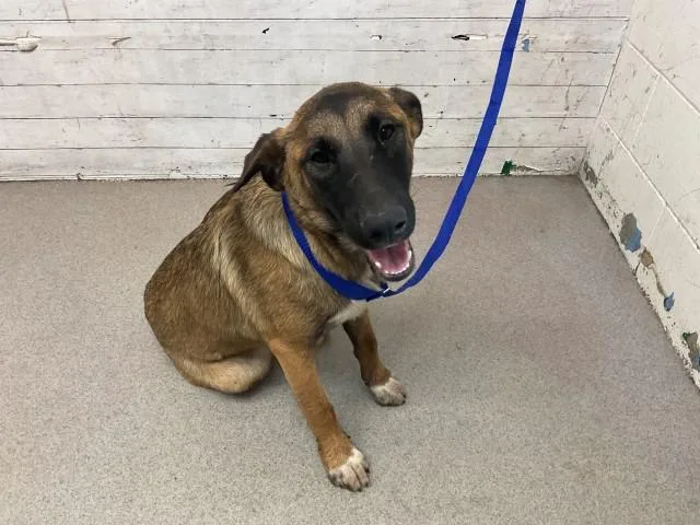 A young large-sized female German Shepherd Dog dog named Jessica for adoption in San Bernardino, CA