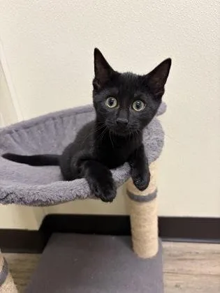 A young medium-sized female American Shorthair cat named Sarah for adoption in Cashiers, NC