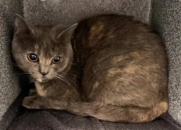 A young small-sized female Domestic Short Hair cat named Buffy for adoption in Ridgewood, NY