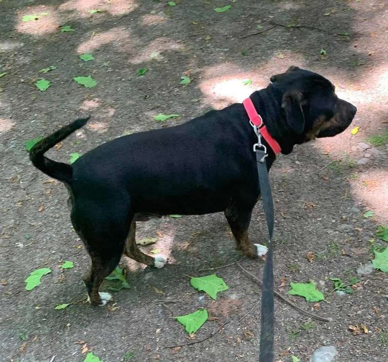 A young large-sized male Black Rottweiler dog named Kaide for adoption in Highland, NY