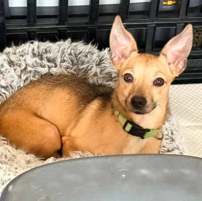 An adult small-sized female Brown / Chocolate Chihuahua dog named Fawn for adoption in Santa Paula, CA