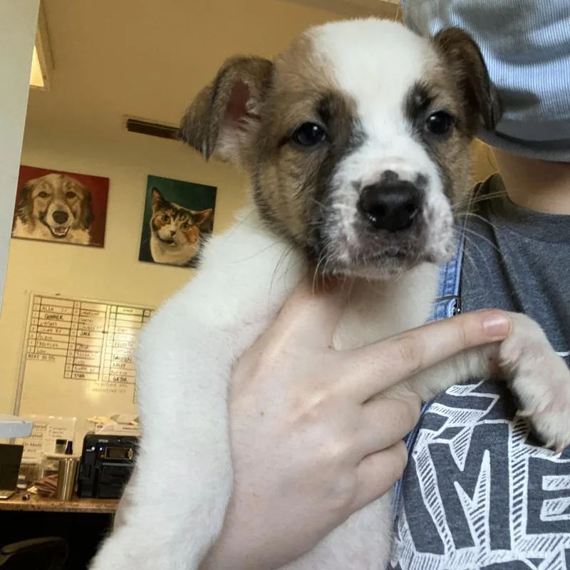 An adult medium-sized male White / Cream Mixed Breed dog named Dexter for adoption in Kyle, TX
