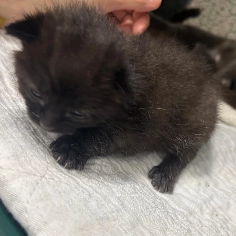 Blackwhite Hairs thumbnail 2