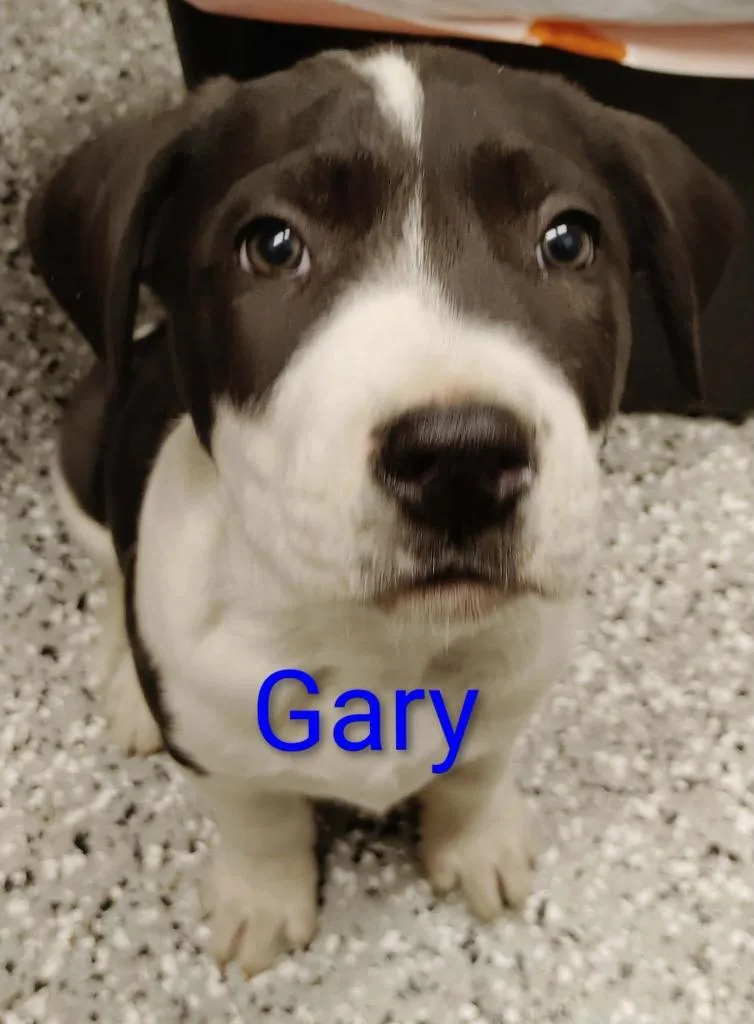 Gary
