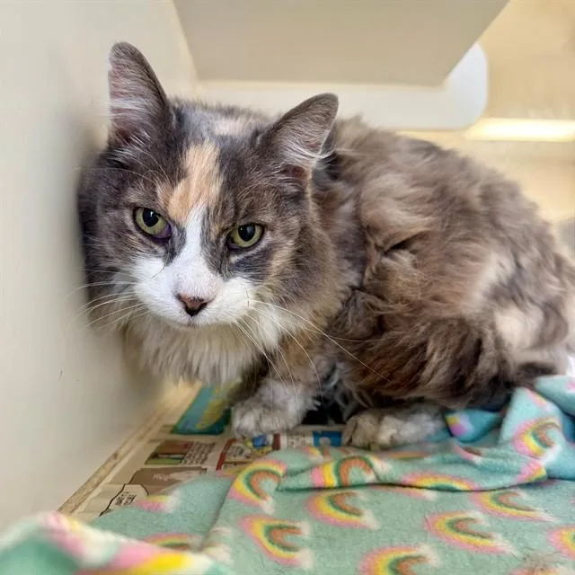An adult small-sized female Domestic Long Hair cat named Mabeline for adoption in Riverside, CA