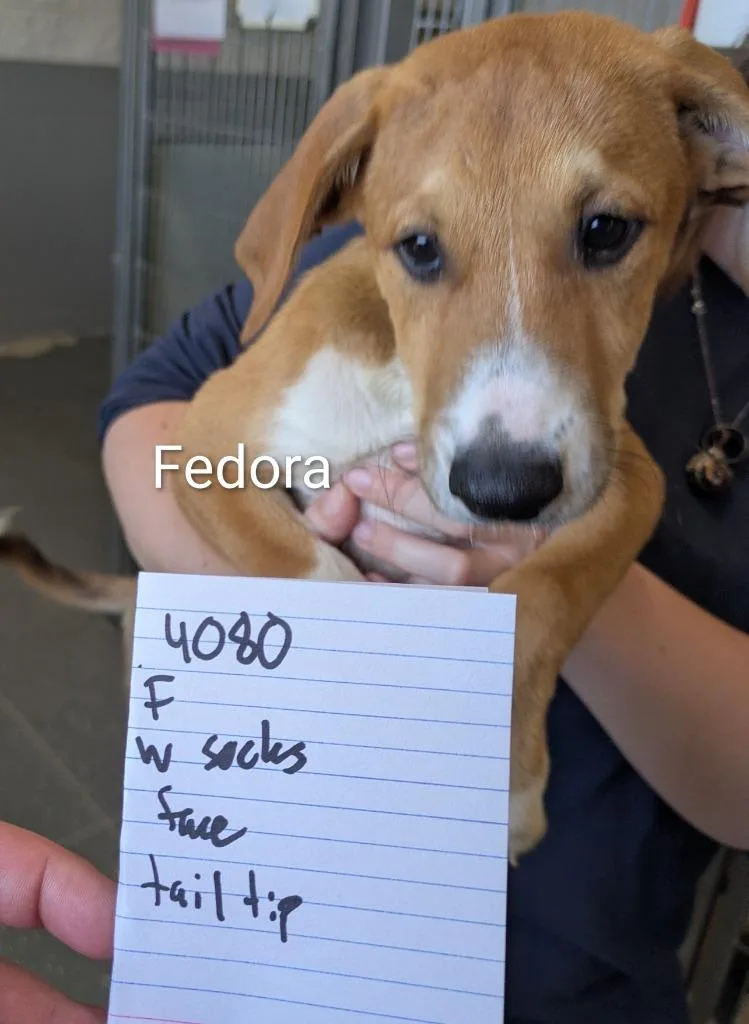 Fedora thumbnail 2