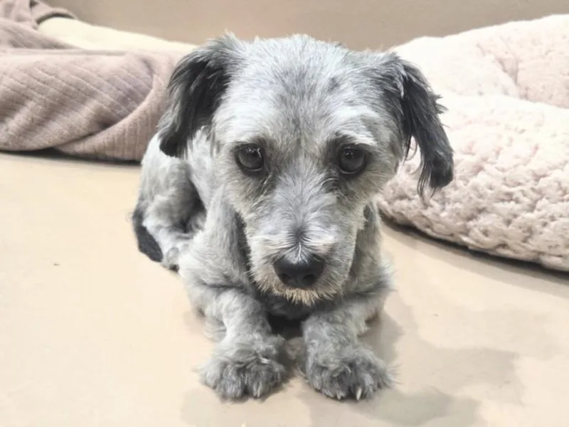 An adult small-sized male Maltese dog named Waffles for adoption in Van Nuys, CA
