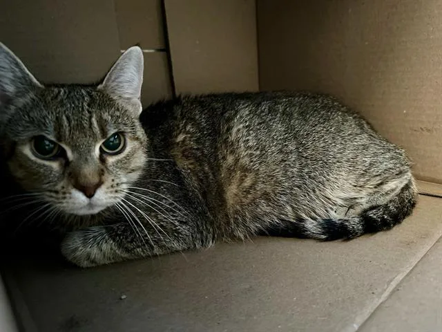 An adult medium-sized female Domestic Short Hair cat named Bowdoin for adoption in Boston, MA