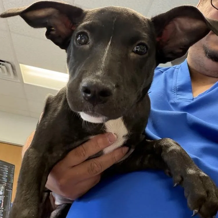 A baby small-sized female Black Mixed Breed dog named Coraline for adoption in Dickinson, TX