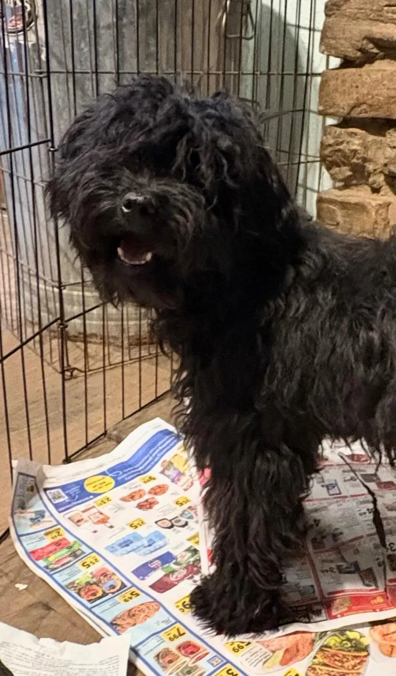 A young medium-sized male Standard Poodle dog named Curly for adoption in Mentone, CA