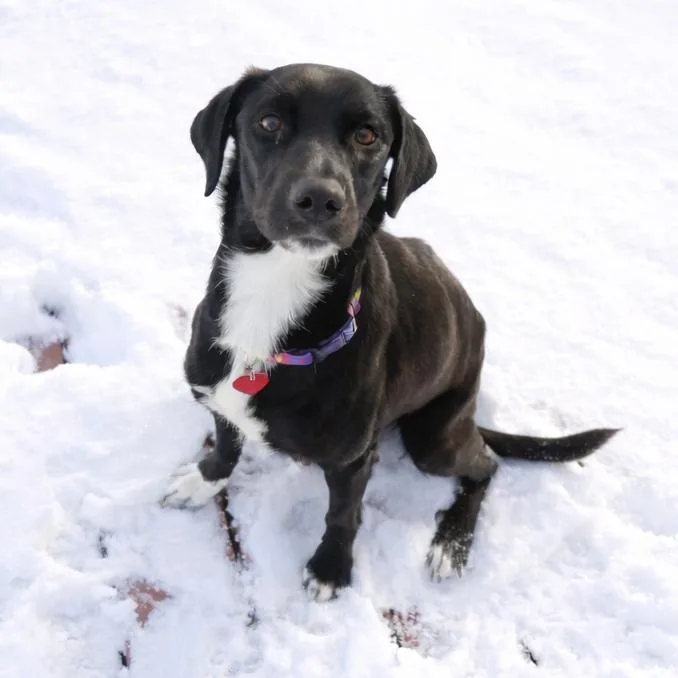 Moon Shadow thumbnail 2