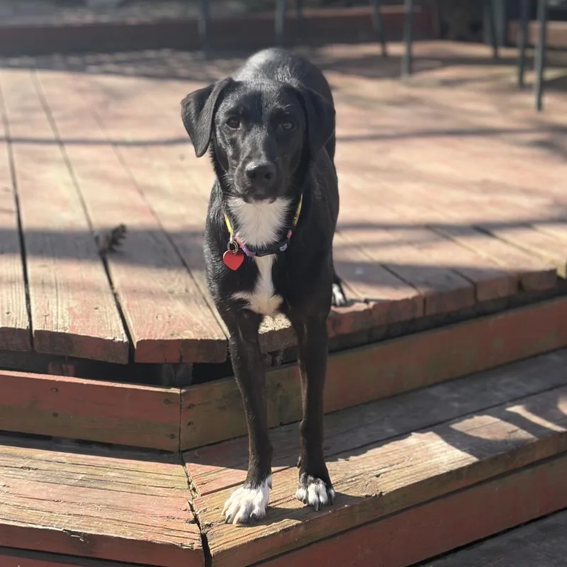 Moon Shadow thumbnail 3