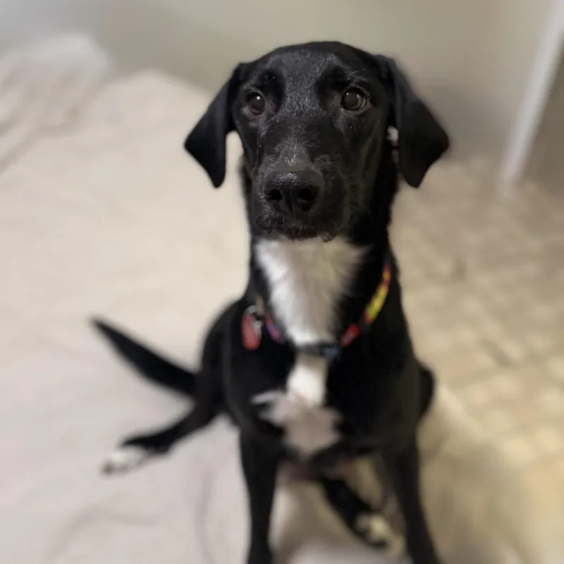 Moon Shadow thumbnail 4