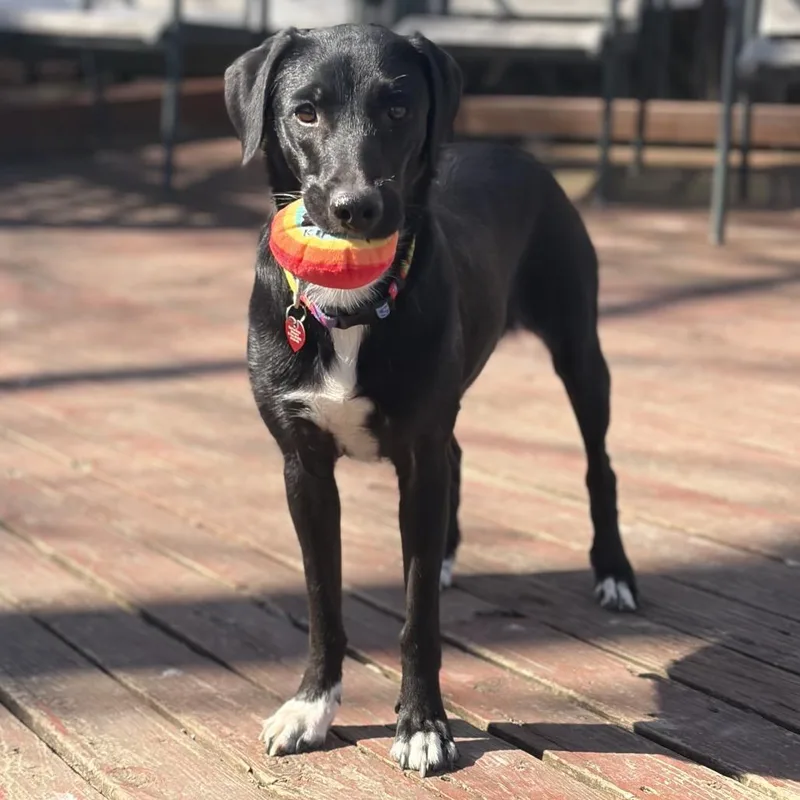 Moon Shadow thumbnail 5