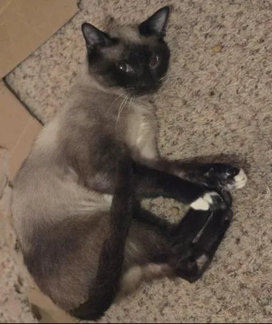 An adult medium-sized male Chocolate Point Siamese cat named Remy for adoption in Liverpool, TX