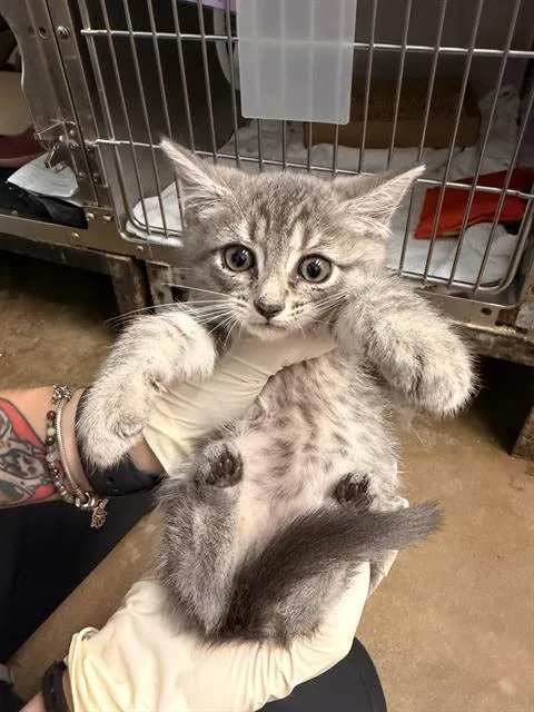 A baby small-sized female Domestic Short Hair cat named Nezuko for adoption in Fort Walton Beach, FL