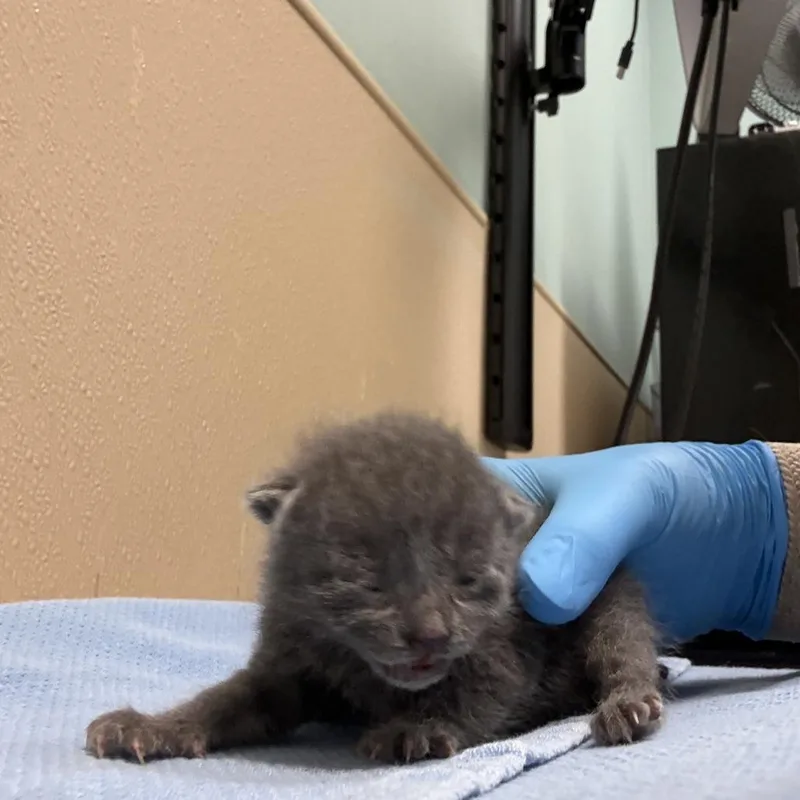 A baby small-sized male Domestic Short Hair cat named Aramis for adoption in Tacoma, WA