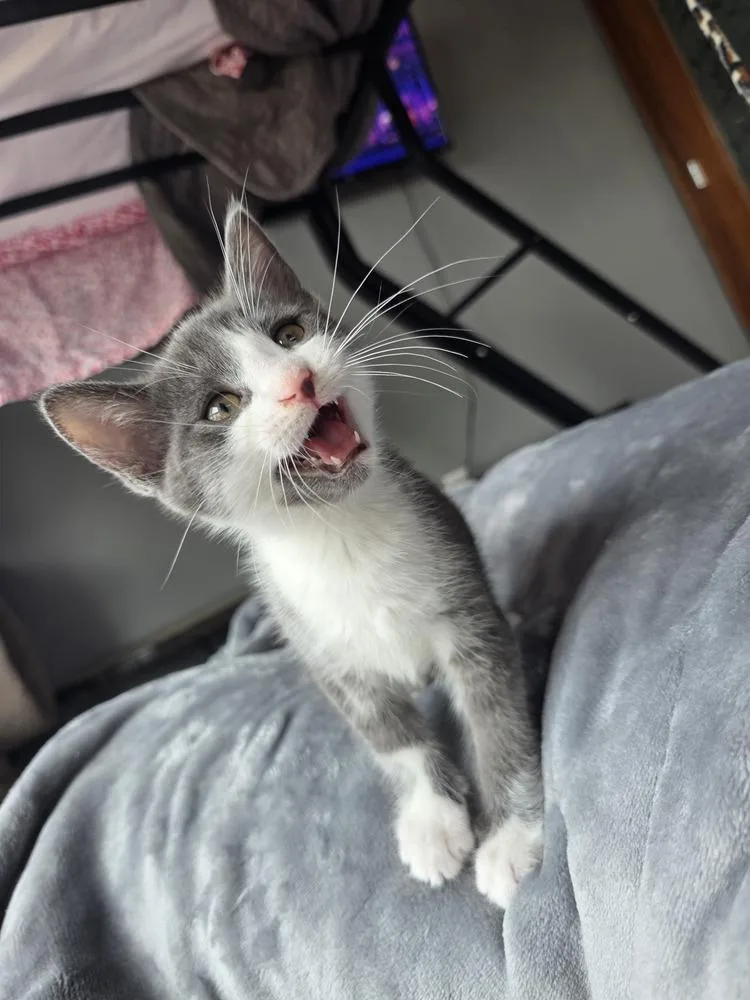 A baby medium-sized male Gray & White Domestic Short Hair cat named Claudio for adoption in Clinton Township, MI