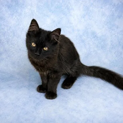 A baby medium-sized male Black Domestic Medium Hair cat named Beaker for adoption in Long Beach, WA