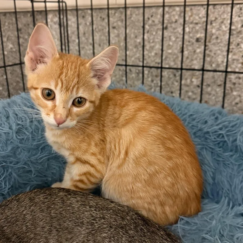 A baby small-sized male Orange / Red Domestic Short Hair cat named Tums for adoption in Detroit Lakes, MN