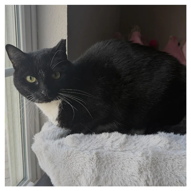 An adult medium-sized female American Shorthair cat named Sweetie for adoption in Deerfield, IL