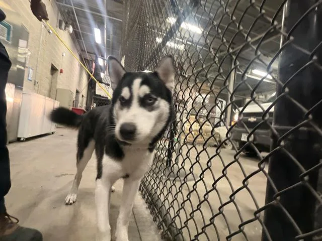 An adult large-sized male Mixed Breed dog named Frost for adoption in Dallas, TX