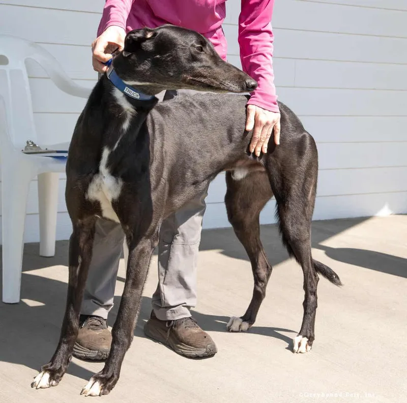 An adult large-sized male Greyhound dog named Truck for adoption in Woodinville, WA