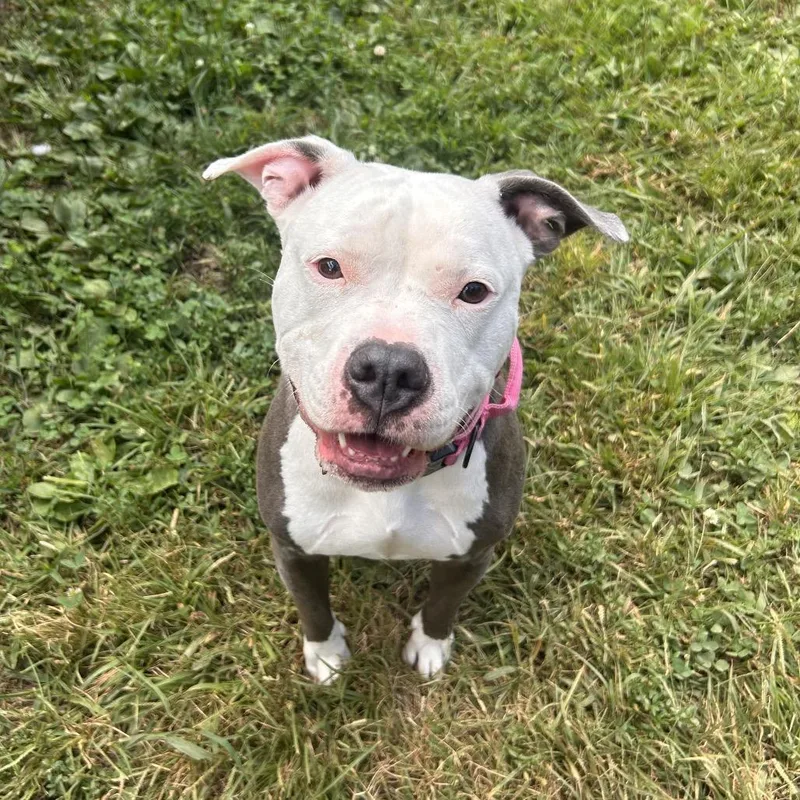 An adult medium-sized female Gray / Blue / Silver Pit Bull Terrier dog named Stormy for adoption in Lynchburg, VA