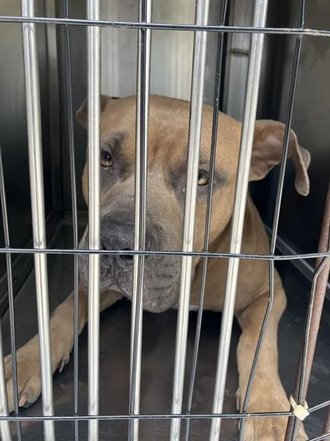 An adult large-sized male Mixed Breed dog named Rock for adoption in Dallas, TX