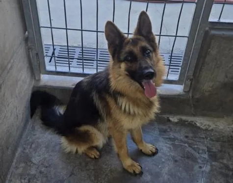 Heidi